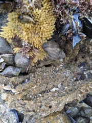 Acanthinucella spirata