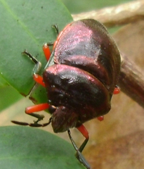 Lampromicra aerea