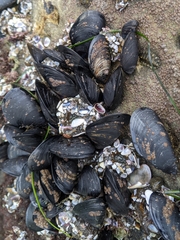 Mytilus galloprovincialis