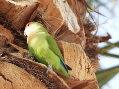 Agapornis roseicollis