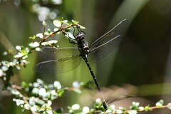 Eusynthemis brevistyla