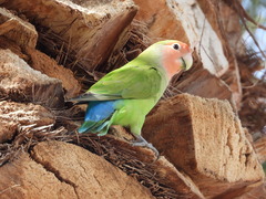 Agapornis roseicollis