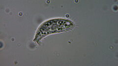 Ciliophora