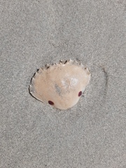 Ovalipes australiensis