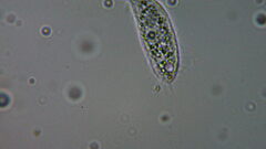 Ciliophora