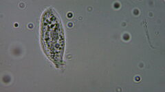 Ciliophora