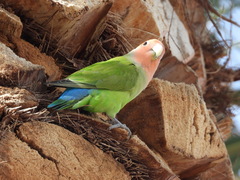 Agapornis roseicollis