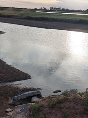 Leptuca uruguayensis