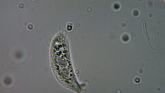 Ciliophora