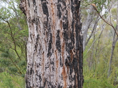 Eucalyptus patens