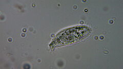 Ciliophora