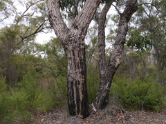 Eucalyptus patens