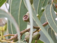 Eucalyptus patens