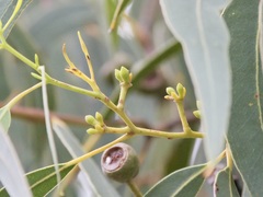 Eucalyptus patens