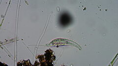 Pleurostomatida