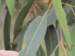 Eucalyptus patens