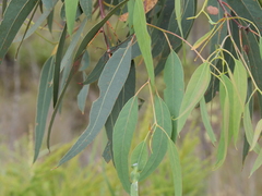 Eucalyptus patens