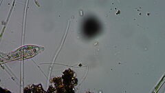 Pleurostomatida