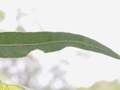 Eucalyptus patens