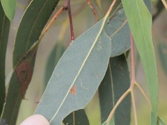 Eucalyptus patens