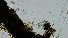 Pleurostomatida