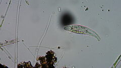 Pleurostomatida