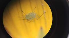 Acyrthosiphon