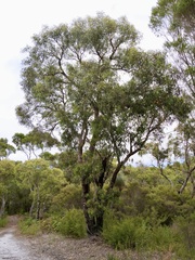 Eucalyptus patens