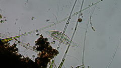 Pleurostomatida