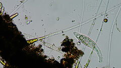 Pleurostomatida