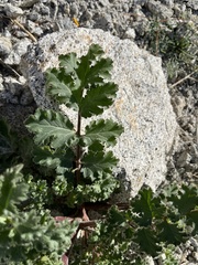Phacelia pedicellata