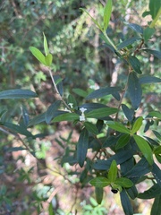 Pimelea drupacea