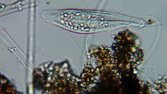 Pleurostomatida