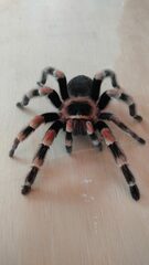 Brachypelma hamorii