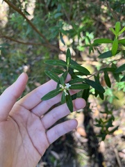 Pimelea drupacea