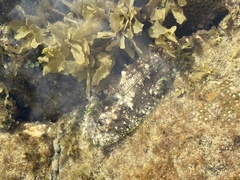 Dolabrifera brazieri