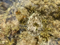 Dolabrifera brazieri