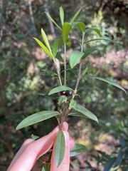 Pimelea drupacea
