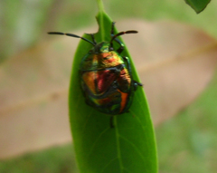 Lampromicra