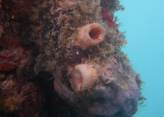 Mauve-Mouth Ascidian photo 3