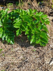 Angelica hirsutiflora