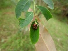 Lampromicra