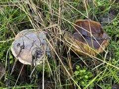 Aureoboletus flaviporus
