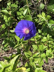 Ipomoea pubescens