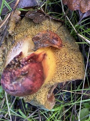 Aureoboletus flaviporus