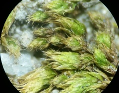 Bryaceae
