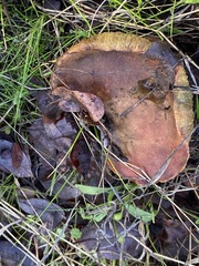 Aureoboletus flaviporus