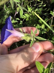 Ipomoea pubescens