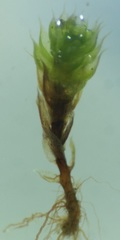 Bryaceae