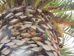 Agapornis roseicollis